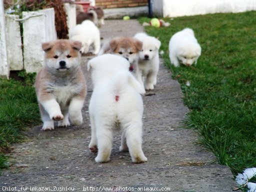 343015-animaux-chiens-akita-inu.jpg