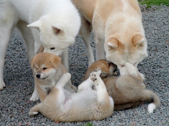 464568-animaux-chiens-akita-inu.jpg