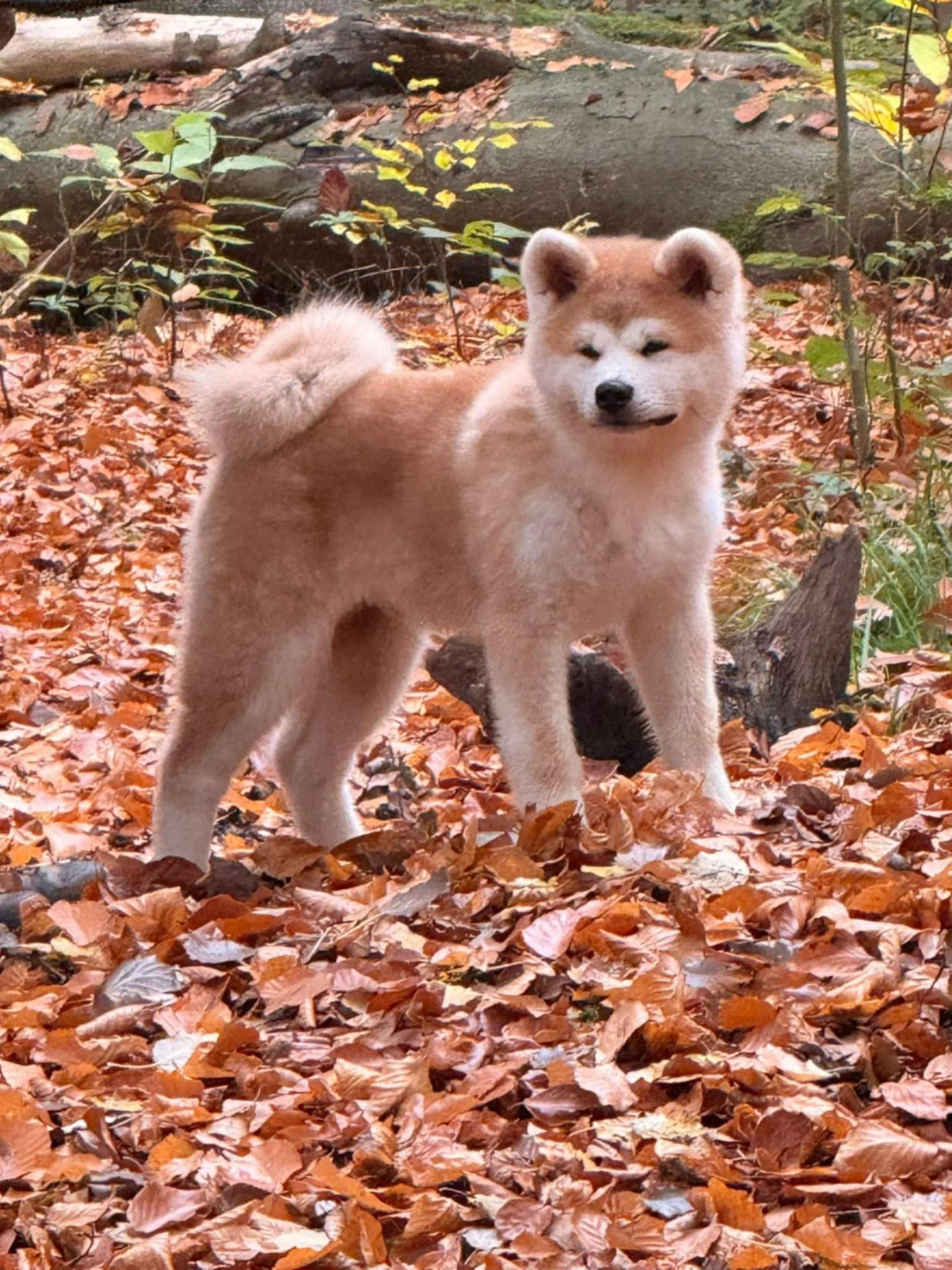 A455999a c90e 4394 affc a95fa1986053