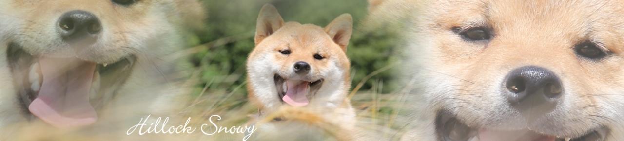 Shiba From Hillock Snowy Belgique
