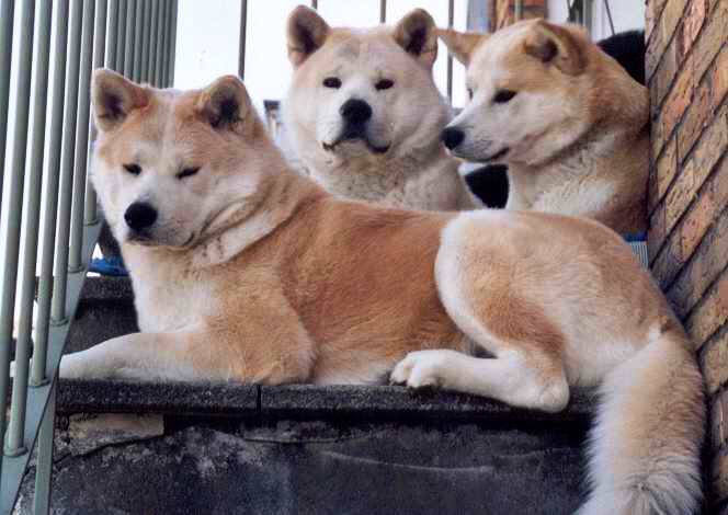 elevage-d-akita-inu-furinkazan-1.jpg