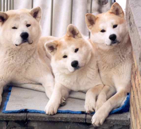 elevage-d-akita-inu-furinkazan-2.jpg