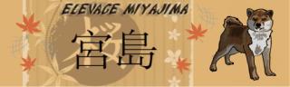 Shiba No Miyajima Belgique